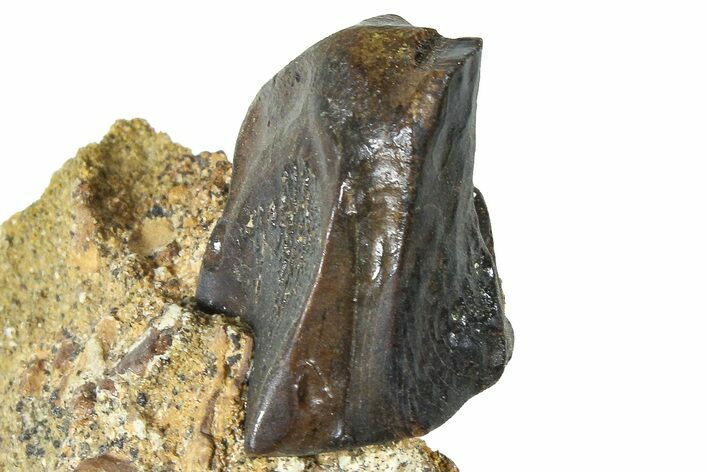 Fossil Triceratops Shed Tooth in Sandstone - Wyoming #379877